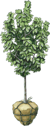 Illustration of a balled & burlapped tree.