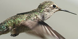 Picture of a Anna's Hummingbird