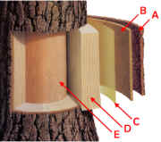 Tree Diagram